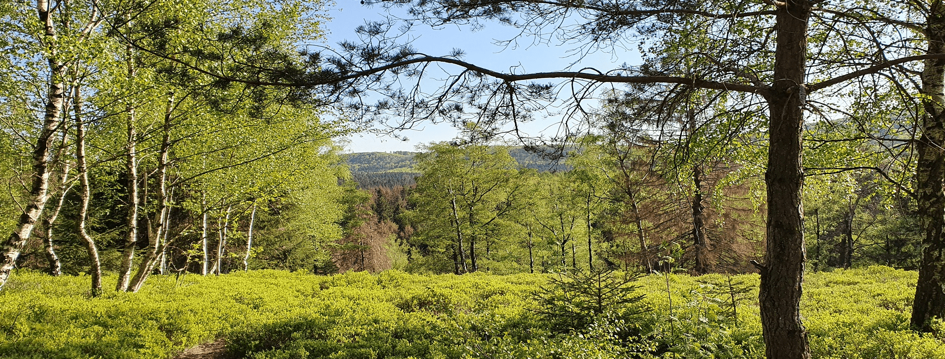 Wald Panorama